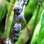 fungal pathogen on roots