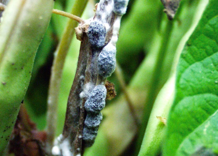 fungal pathogen on roots