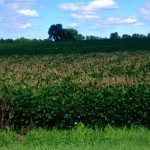 soybean field with white mould