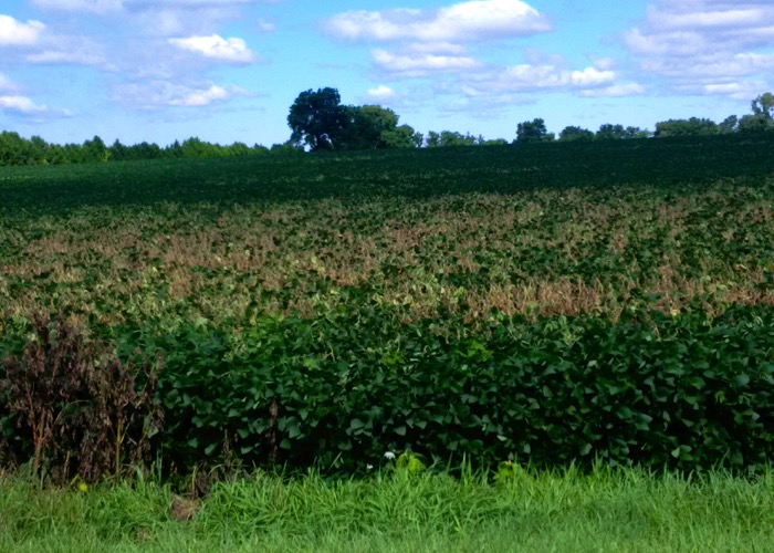 soybean field with white mould