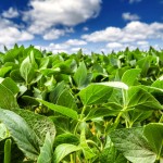 Closeup of Green Soybean Leaves under Beautiful sky