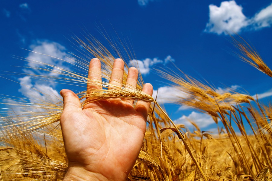 wheat in hand