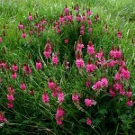 sainfoin livestock forage