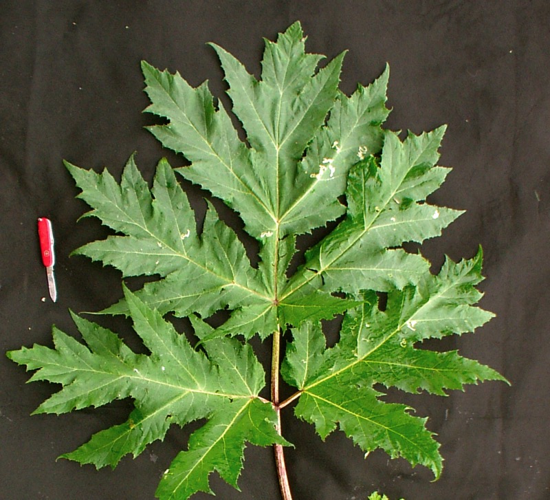 giant hogweed