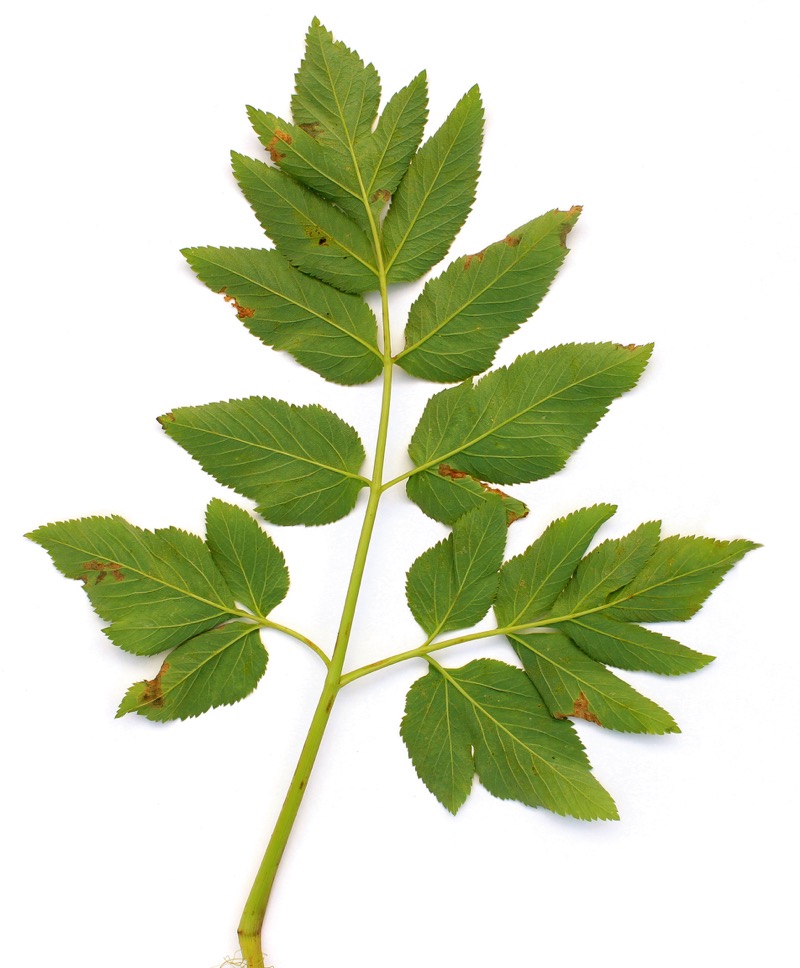 angelica leaf