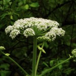 flowering giant hogweed