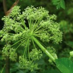 flowering heads of Angelica