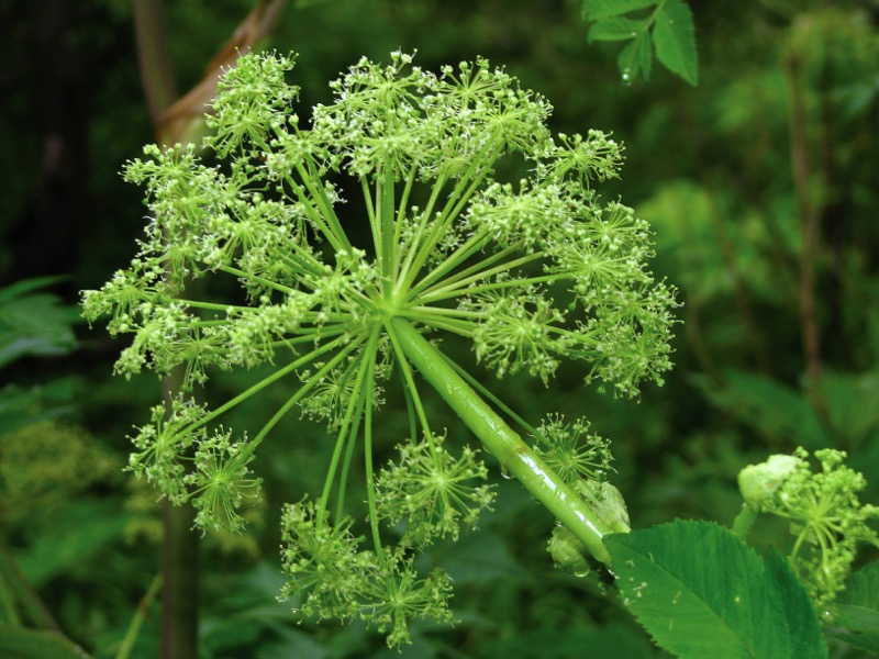 flowering heads of Angelica