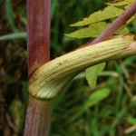 stem of Angelica
