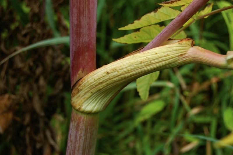 stem of Angelica