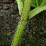 stem of giant hogweed