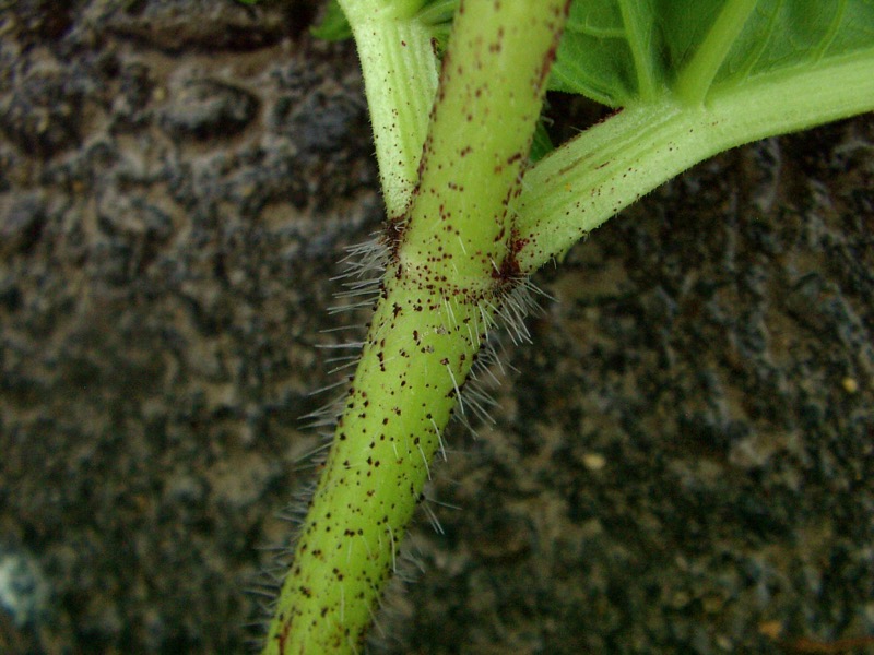 stem of giant hogweed