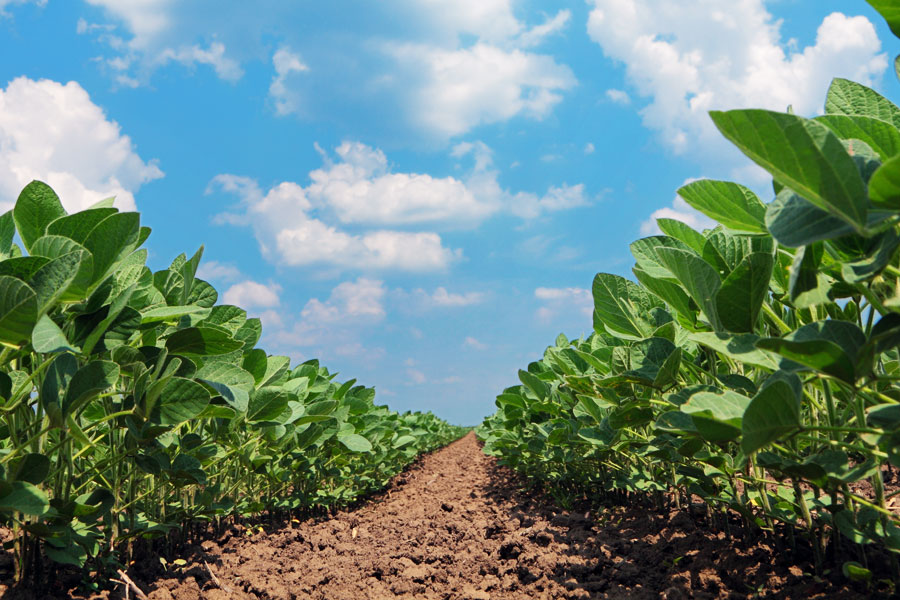 soybean crop