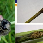 Blackleg infections girdle canola stalks preventing the plant from taking up moisture and nutrients. Sometimes the disease will appear in strips of what appears to be prematurely ripening canola.