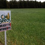 Brasetto rye is the first hybridized cereal available to Ontario growers.