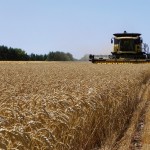 Soft white winter wheat could make a return with superior premiums but patience and diligence are required.