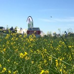 Dupont canola plots flowering on their way to pod stage at the Ag in Motion site.