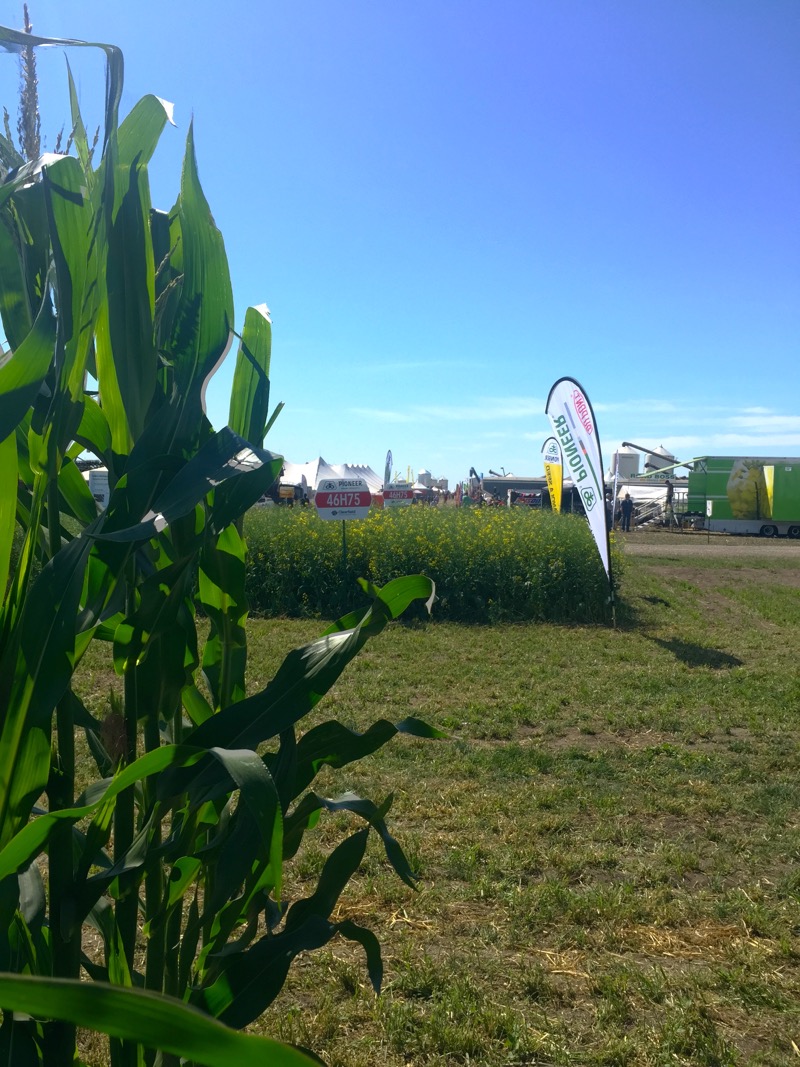 Dupont corn plots standing tall at the Ag in Motion site.