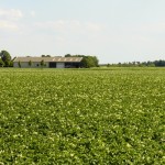 After peaking at 101,500 acres in 2003, Manitoba potato acreage dropped to only 63,348 acres in 2014.