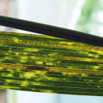 Stripe rust.
