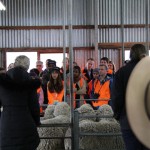 Delegates had a chance to learn all about sheep production, including traceability and flystrike control, during a visit to the shearing shed.