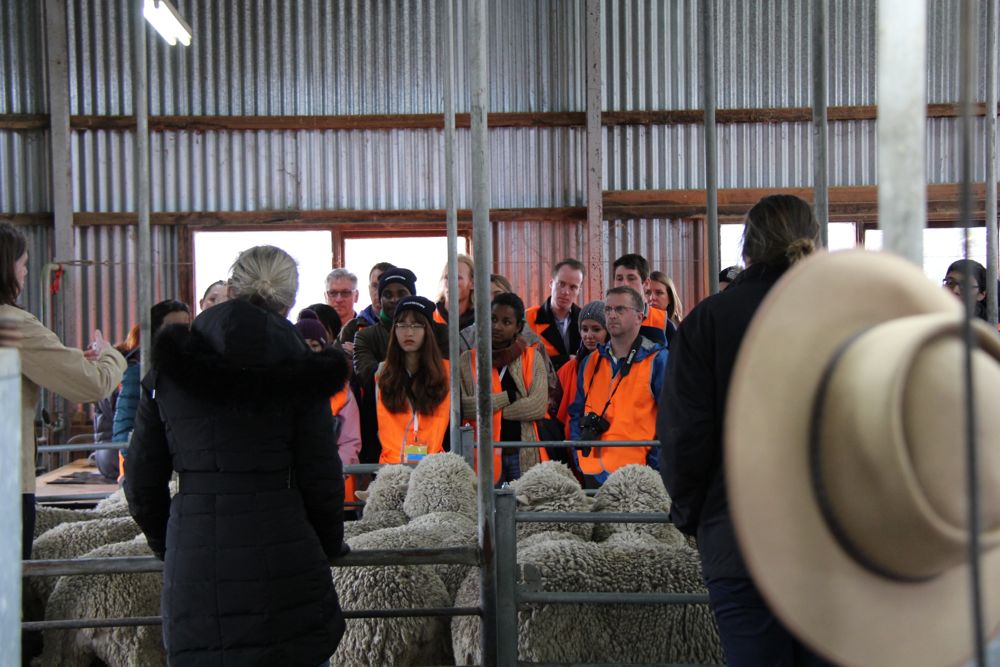 Delegates had a chance to learn all about sheep production, including traceability and flystrike control, during a visit to the shearing shed.