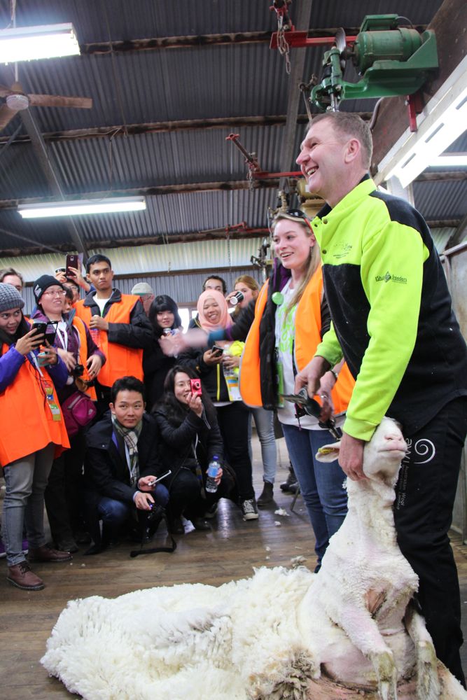 Ian Elkins demonstrates the craft of sheep shearing and invites visitors to give the shears a whirl. Elkins is a "gun shearer," slang for a professional shearer who removes fleece quickly without nicking the sheep.