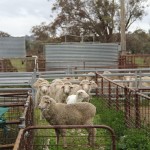 A freshly sheared wether mingles with his wooly mates outside CSIRO's shearing shed.