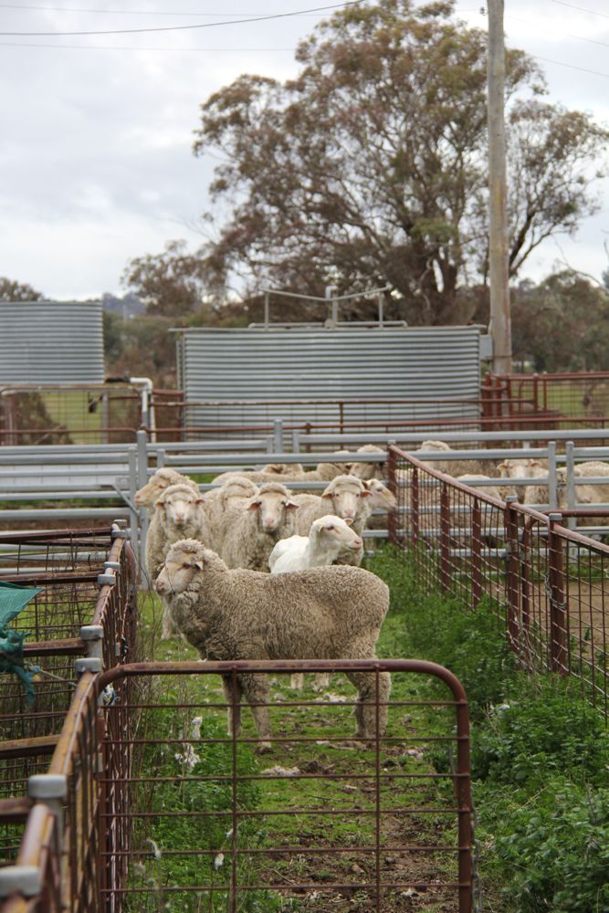 A freshly sheared wether mingles with his wooly mates outside CSIRO's shearing shed.