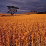 A mature wheat field in Australia nears harvest.