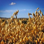 With weak feed demand, oats could be on the verge of becoming a contract crop, Strychar believes. “We’re not a hair’s breadth away from it.”