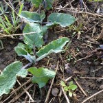 Figure 1. On April 30, 2015, leaves have emerged from the large taproot and tower over newly emerged seedlings.