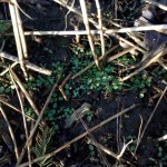 Figure 3. Although effective at controlling established plants, none of the fall treatments stopped new seedlings.