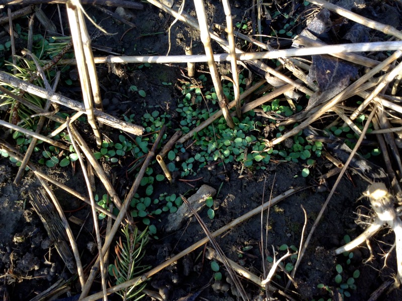 Figure 3. Although effective at controlling established plants, none of the fall treatments stopped new seedlings.