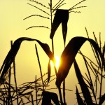 Silhouette of corn