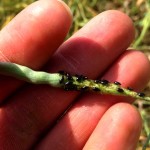 It takes a lot of flea beetles to cause economic loss late in the season and spraying is rarely warranted, but scenes like this in 2015 caught growers’ attention.