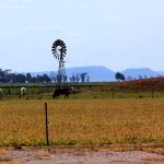 Both cattle and sheep are important to many farmers in New South Wales, Australia.
