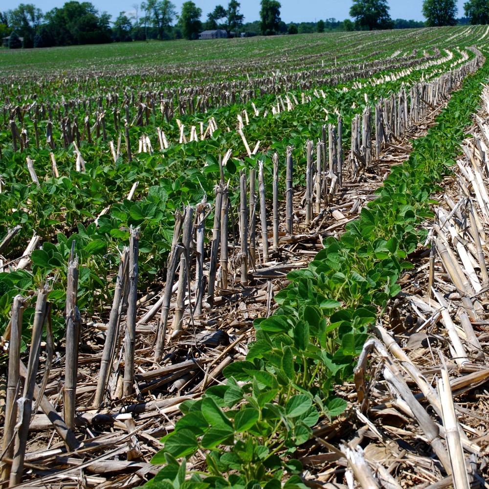 Growers continue to face challenges in residue management, which is why Syngenta’s Eric Richter added it to his list of 33 production parameters that can affect soybean yield.