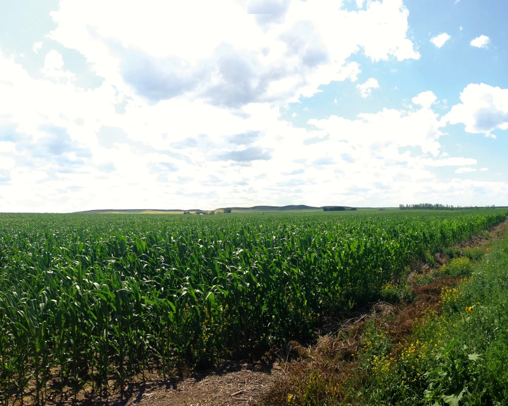 The search for a ‘tipping point’ in corn production