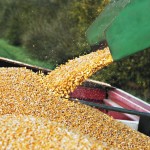 harvesting corn