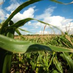 “There are risks, but there are risks with growing any type of crop,” says Manitoba’s Pam de Rocquigny.
“It’s up to each individual producer.”