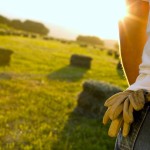 farmer with hay bales in field