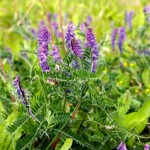 Tufted vetch was not an abundant weed species in 1988, but it was establishing more of a presence in the 2014 weed survey.