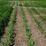 Canada fleabane control with a post-emergent application of Banvel II (right) compared with an unsprayed check.