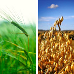 A big step for small grains