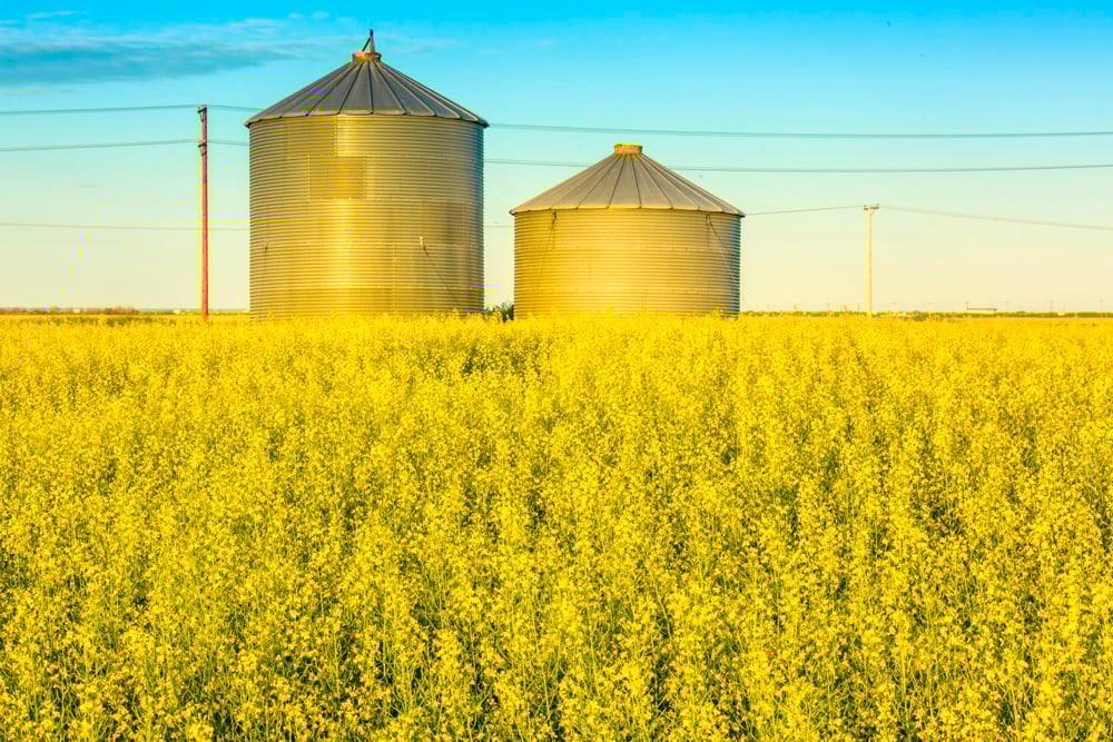 A big stretch for canola yields