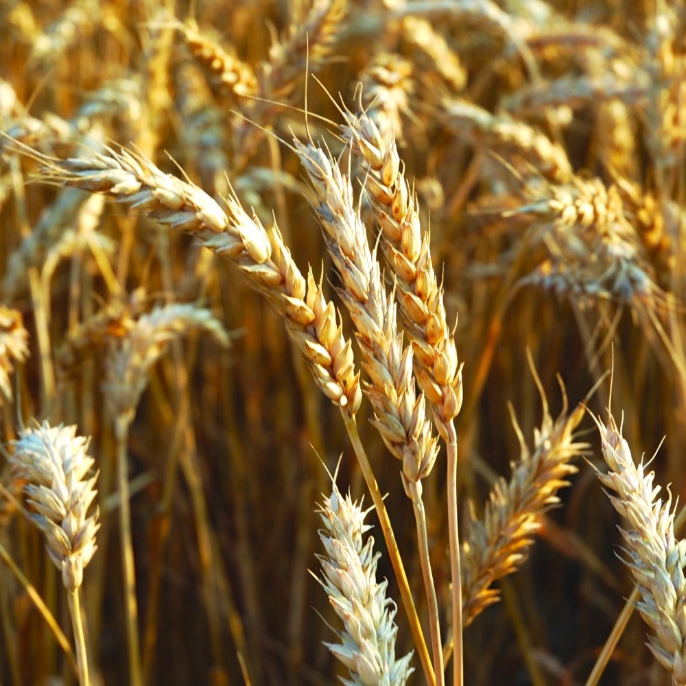 Prairie crops had a bit of everything in 2015