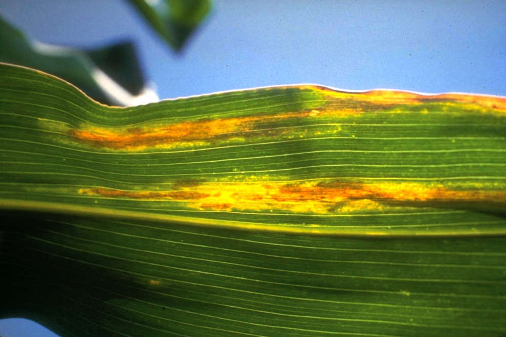Manitoba’s corn growers didn’t worry too much about Goss’s wilt this year, but despite the dry weather it did crop up in Alberta.