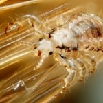 Male human head louse.