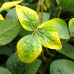 Potash deficiency symptoms in soybean.